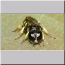 Crossocerus quadrimaculatus - Grabwespe m04 7mm.jpg